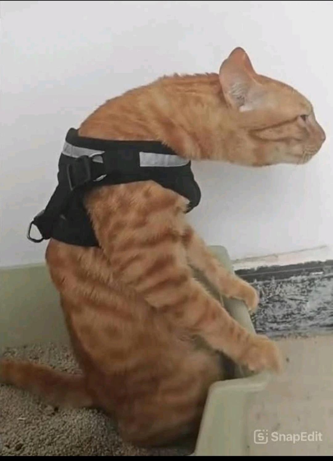 Felix thumbnail