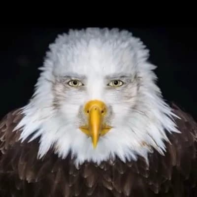 Guffawgle thumbnail