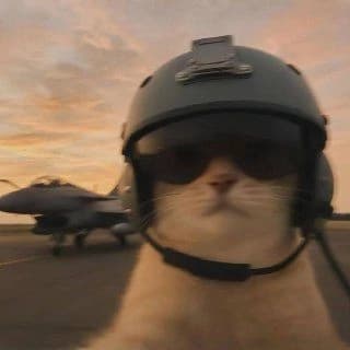 Pilot cat thumbnail