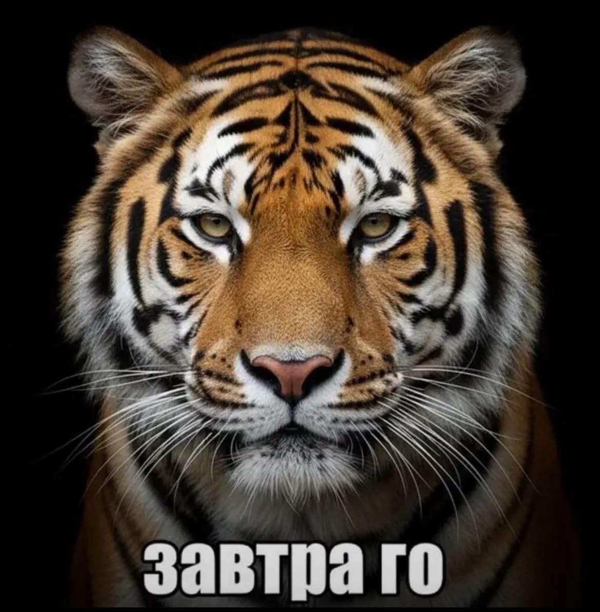 Dima Matveev thumbnail
