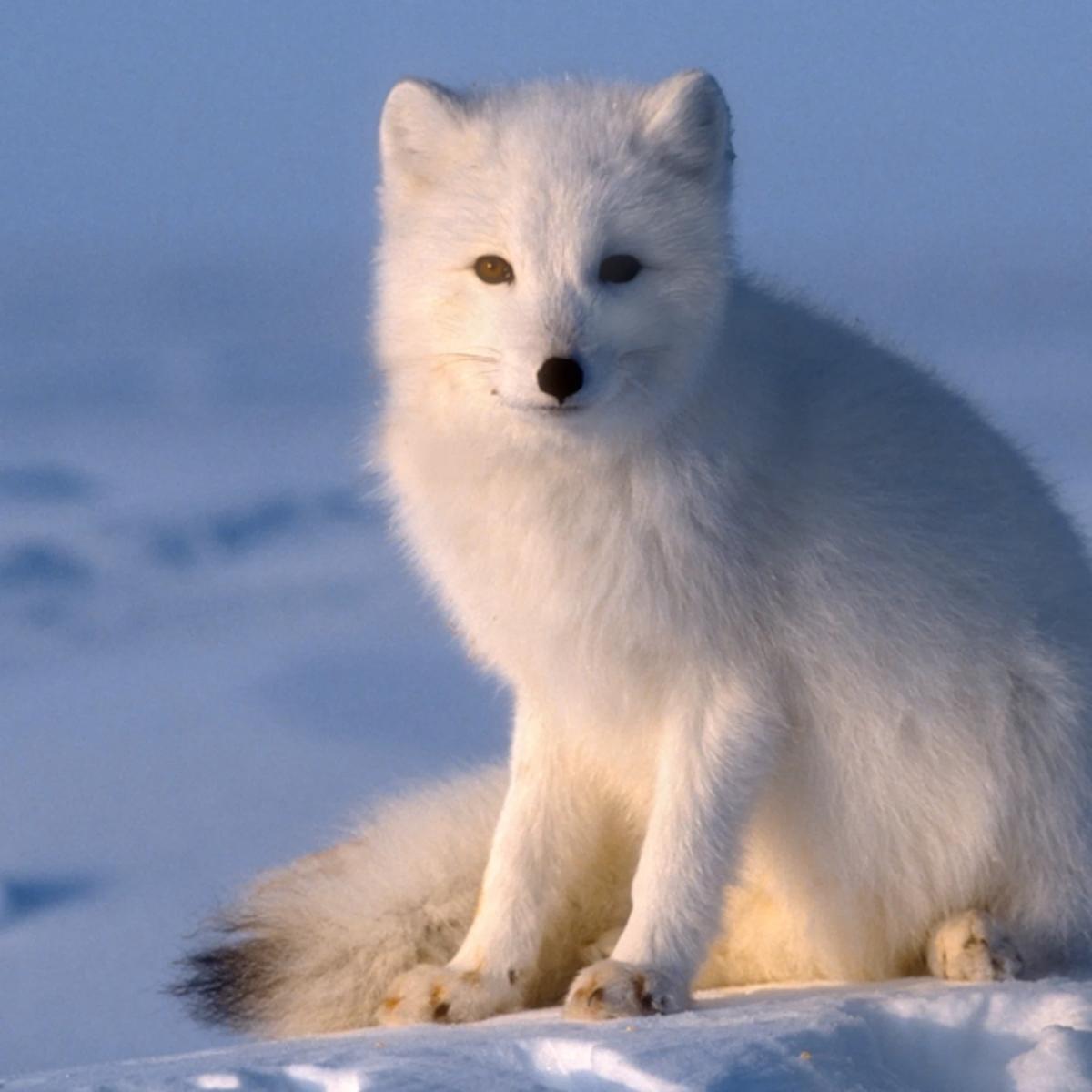 Talking fox thumbnail