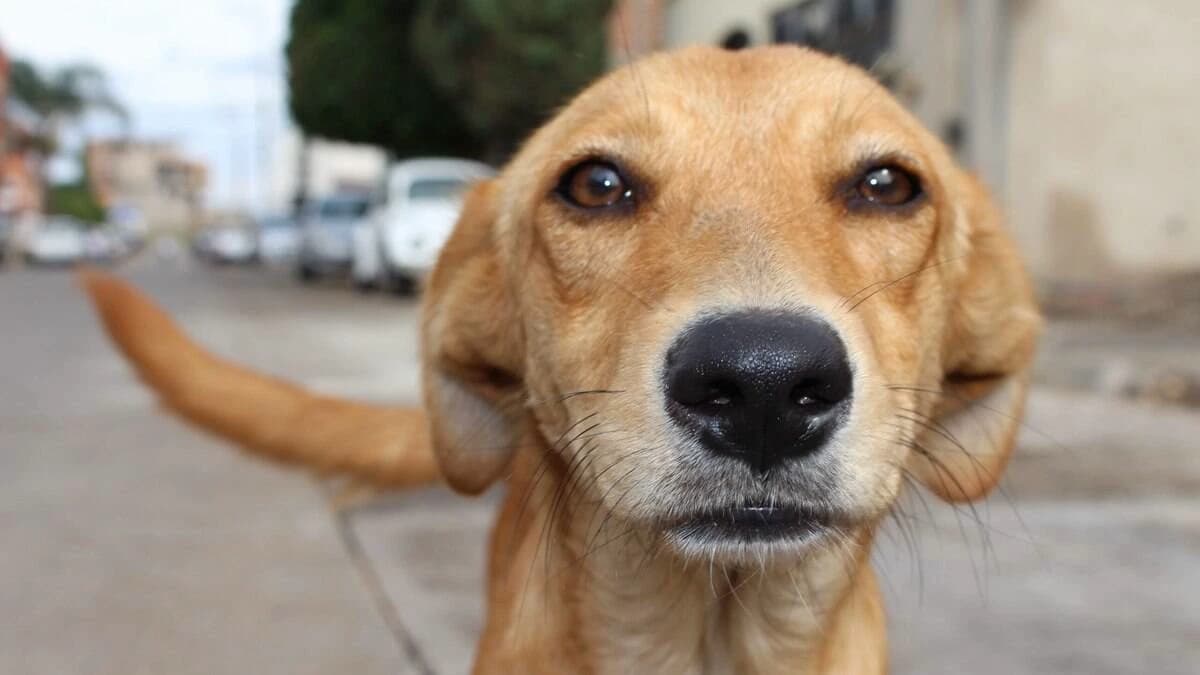 You're a dog thumbnail