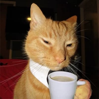 William cat thumbnail