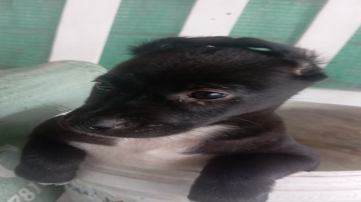 Black beans thumbnail