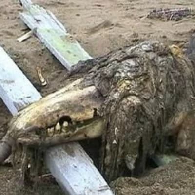 SCP-682 (The Immortal Lizard/Reptile) thumbnail
