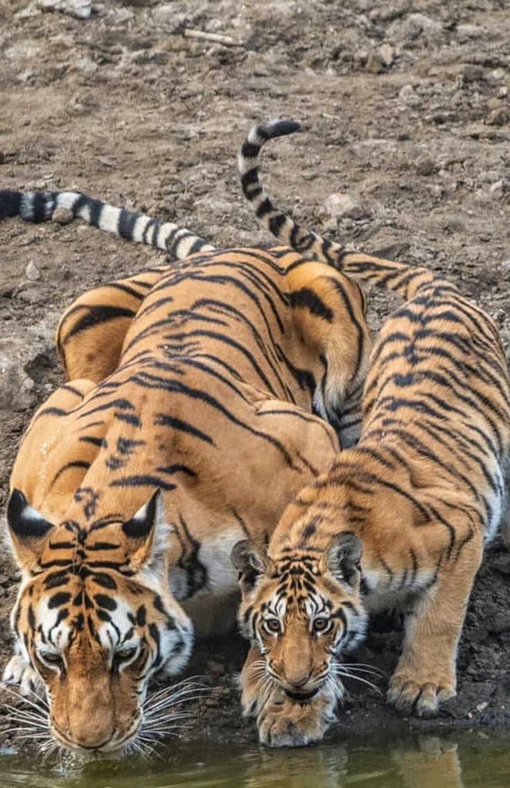 Female tiger thumbnail