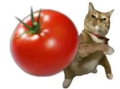 Annoying cat thumbnail