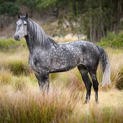 A wild mare thumbnail