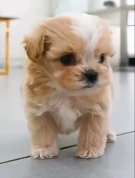 Baby puppy thumbnail
