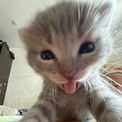 Comedian cat hehe thumbnail