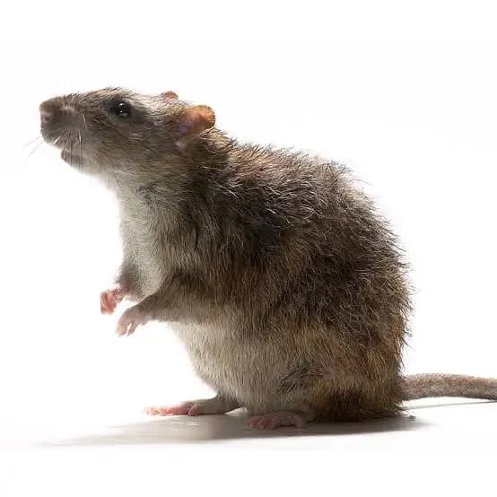 Rat (joke bot 😭) thumbnail