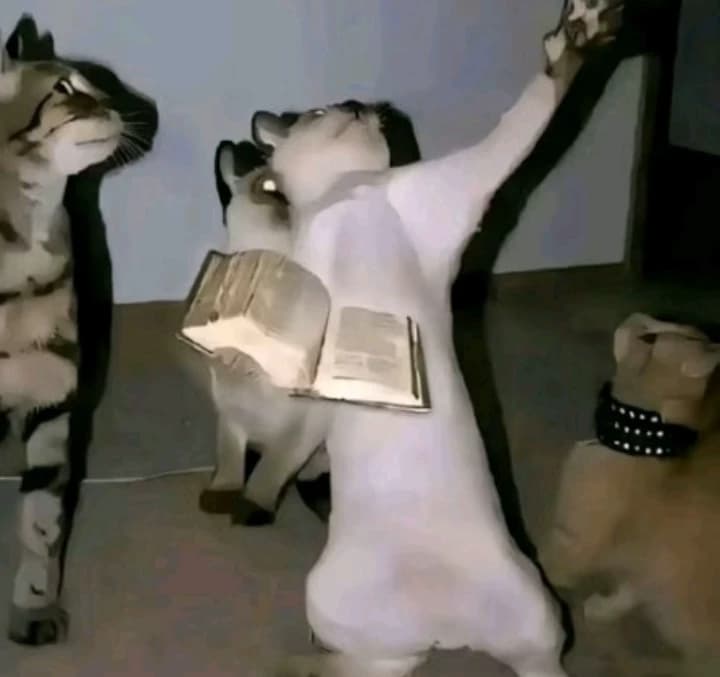 Biblical cats thumbnail