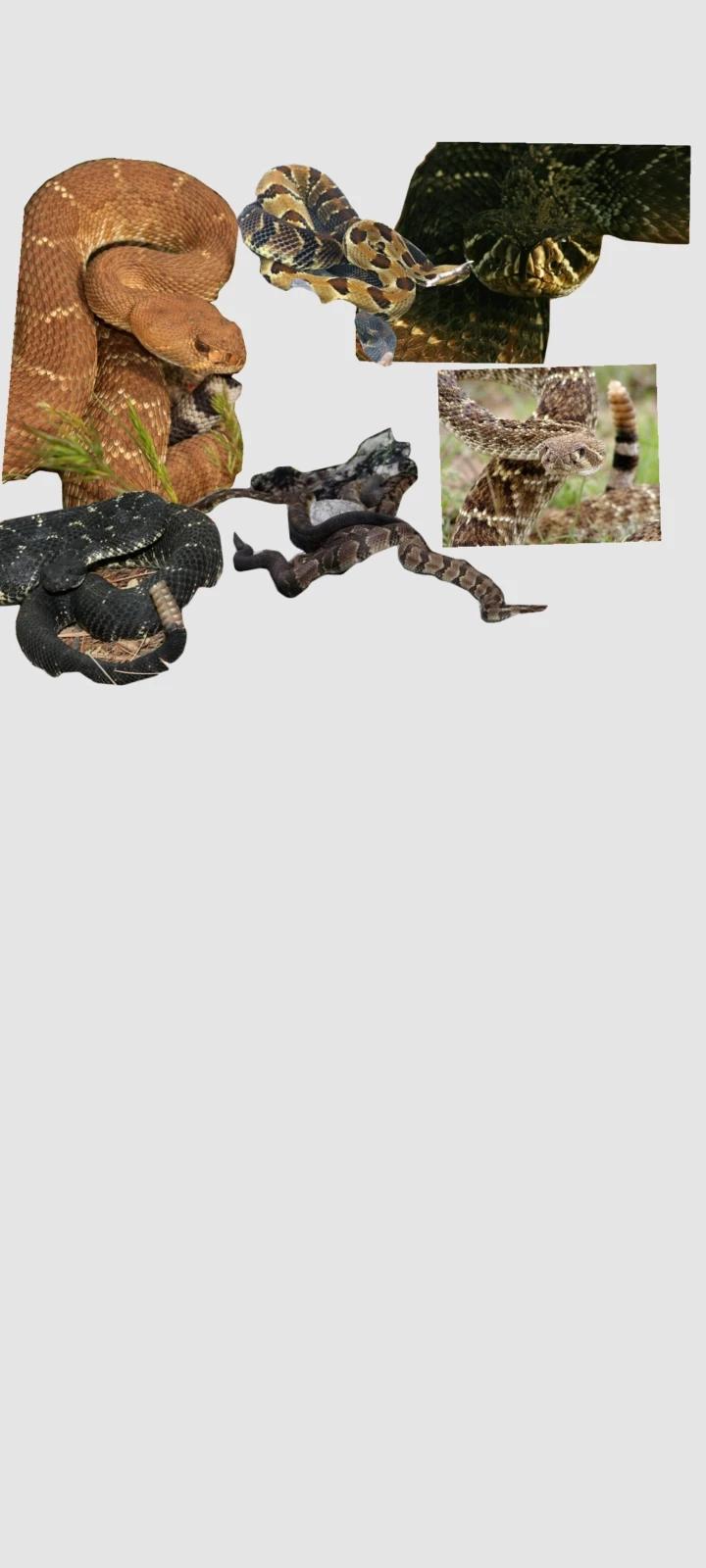 Snake world thumbnail