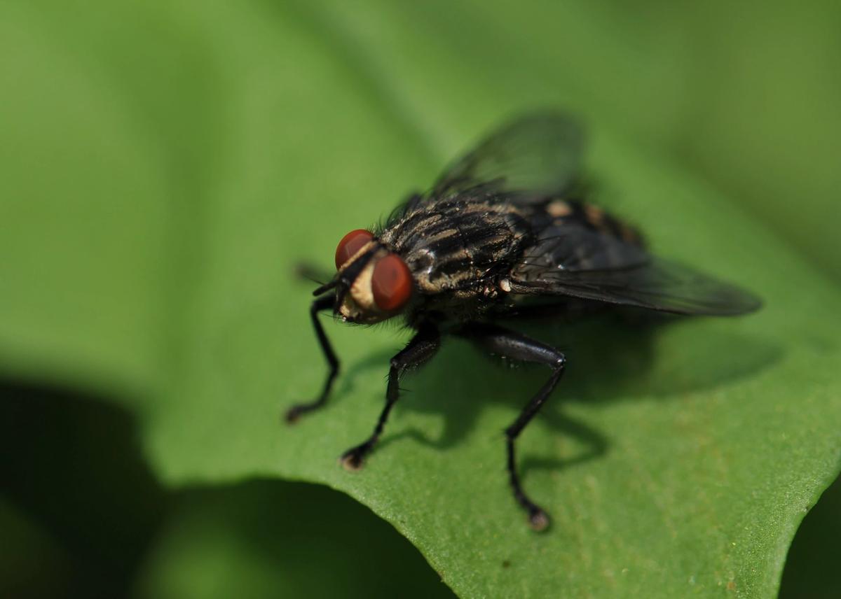 The Fly-Girl (Vespula) thumbnail