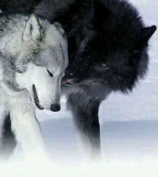 Two wolves thumbnail