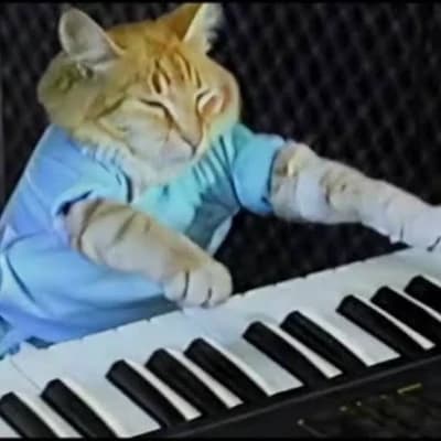 Piano Cat thumbnail