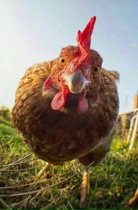 chicken lavuk haluk thumbnail