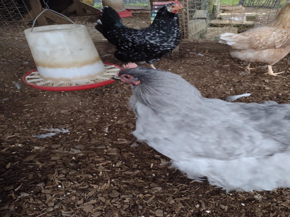 The Ranch thumbnail