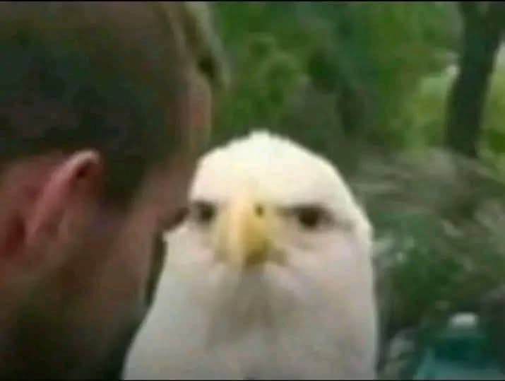 Ohio Eagle thumbnail