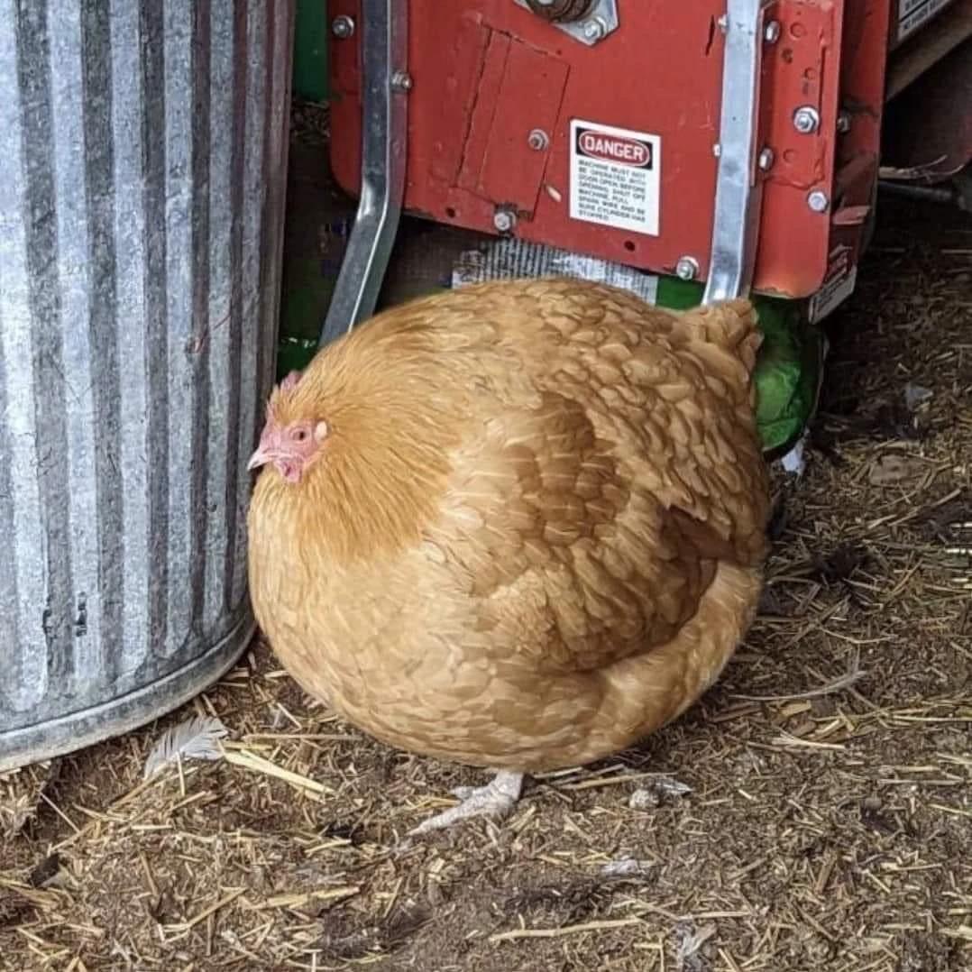 Round Chicken thumbnail