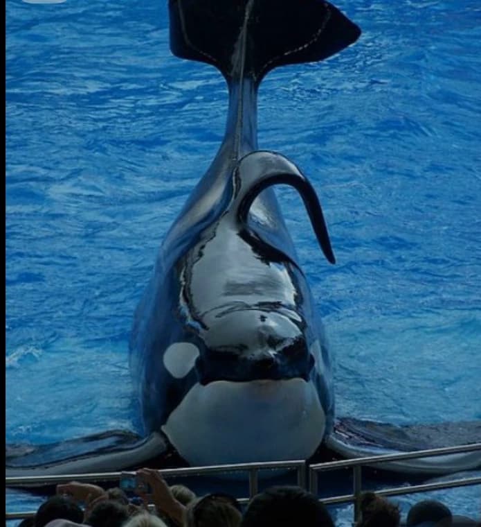 Tilikum orca  thumbnail