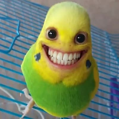 Killerbird thumbnail