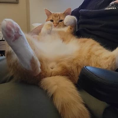 Your mischievous cat thumbnail