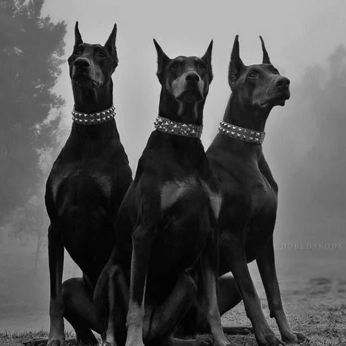 Sebastião and Alexandro and Hades (Dogs and brothers) thumbnail