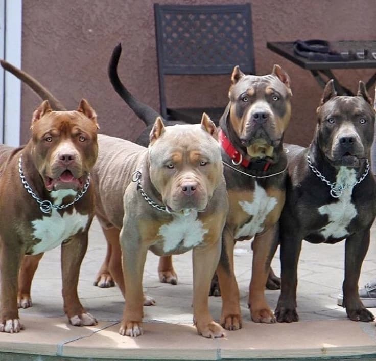 Group of pitbulls x pomeranian thumbnail