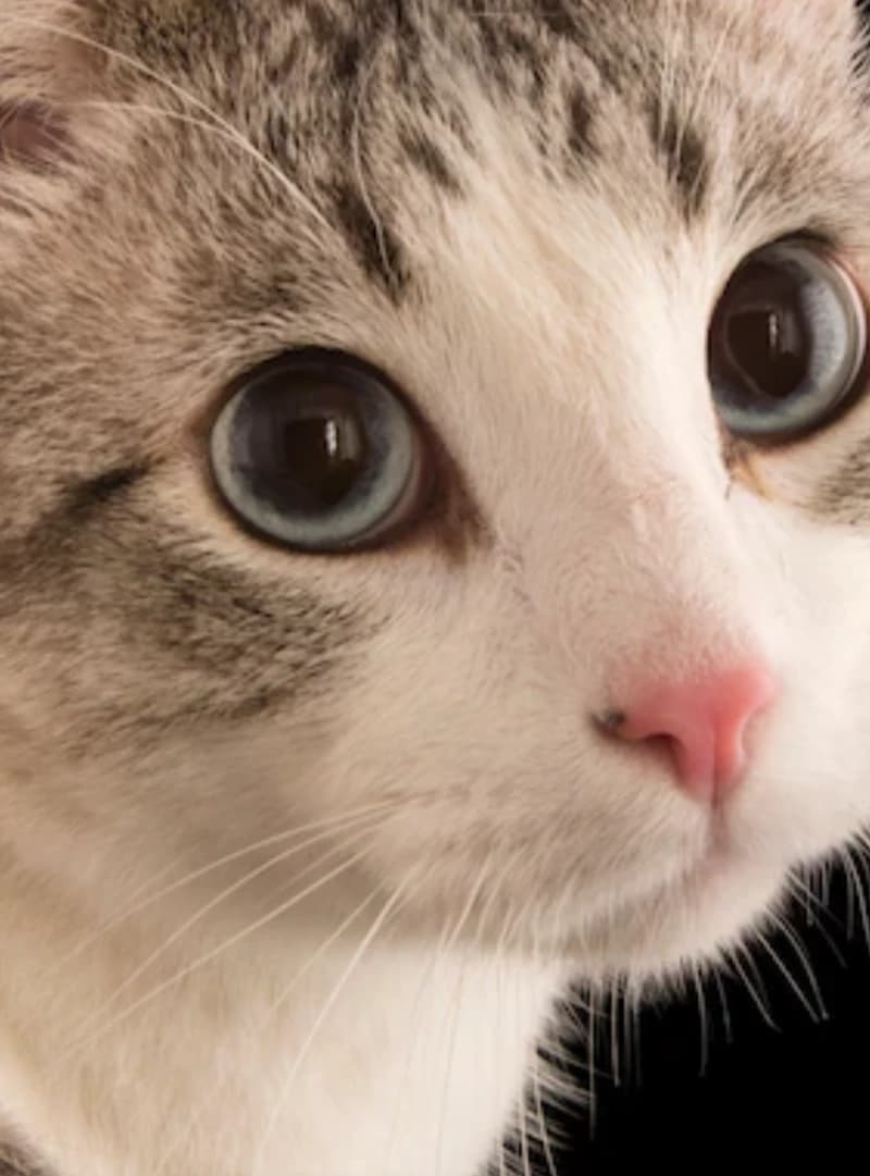 A fluffy kitty :D thumbnail