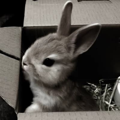 New little rabbit thumbnail