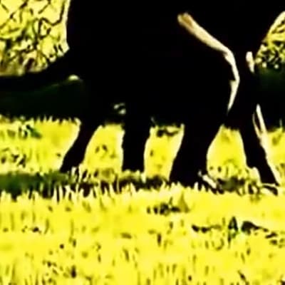 Barnaby thumbnail