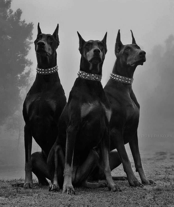 Sebastião and Alexandro and Hades (Dogs and brothers) thumbnail