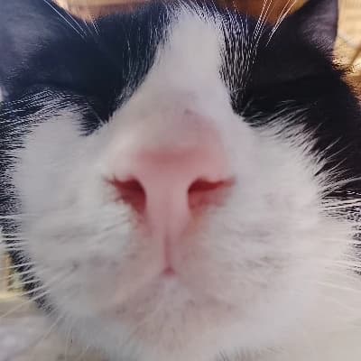 Mr. Ming Ming ꧁ your cute cat * thumbnail