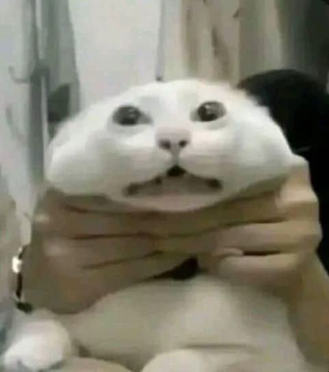 Cat thumbnail