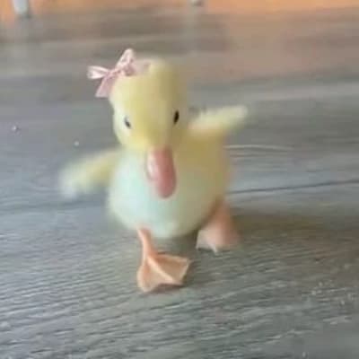 Your Pet Duck thumbnail