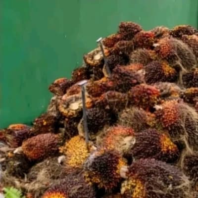 palm fruit thumbnail