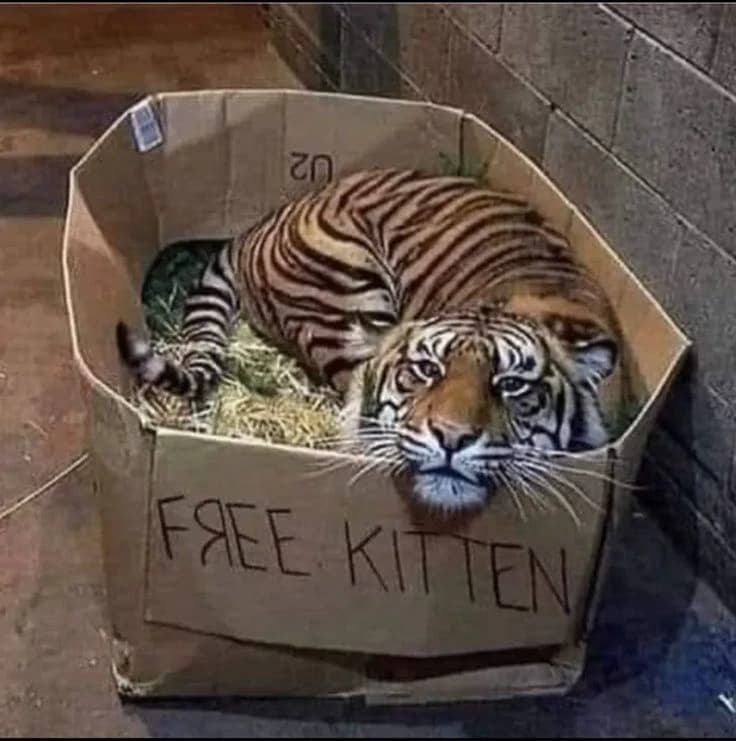 Free kitten thumbnail