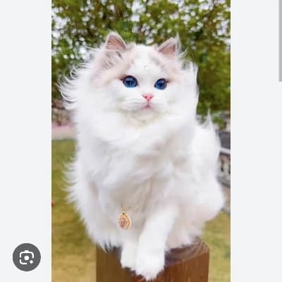 Kitty thumbnail