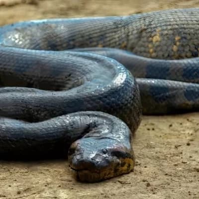Anaconda thumbnail