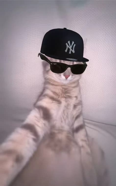 #GATO CLEBE thumbnail
