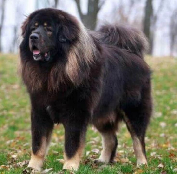Herd of Tibetan Mastiffs thumbnail