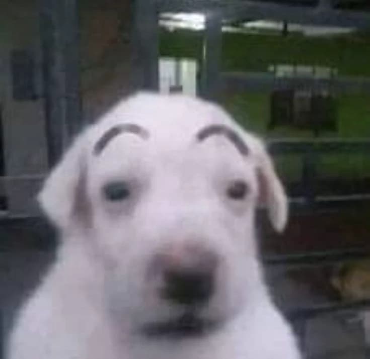 perro owao thumbnail
