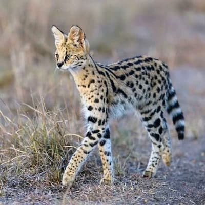 Serval thumbnail