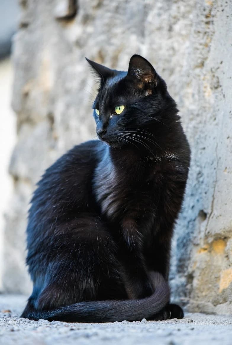 blak cat thumbnail