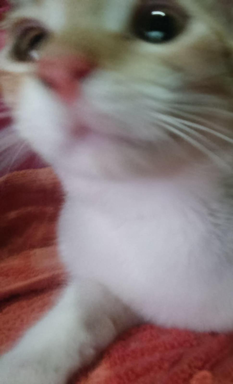The cat thumbnail