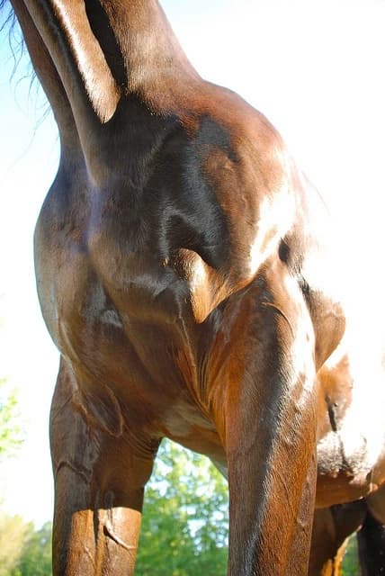 Nsfw horses thumbnail