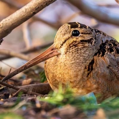 American woodcock thumbnail