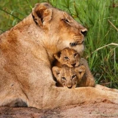 Lioness Life Role Playing Game (Lonely Mother) thumbnail