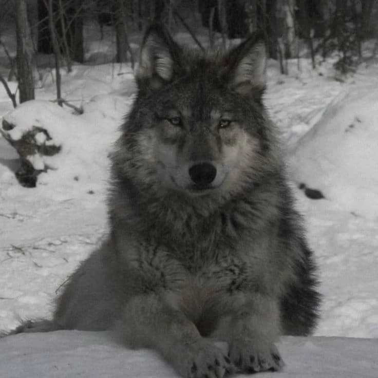 Sophia (mother wolf) thumbnail